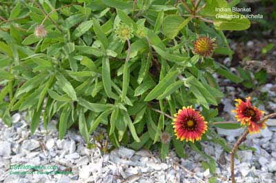 Gaillardia pulchella