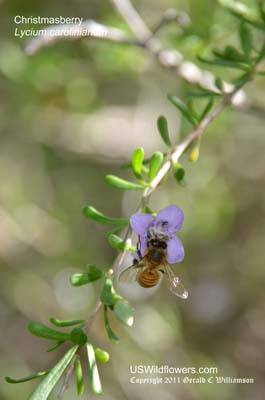 Lycium carolinianum