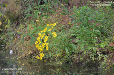 Helenium autumnale