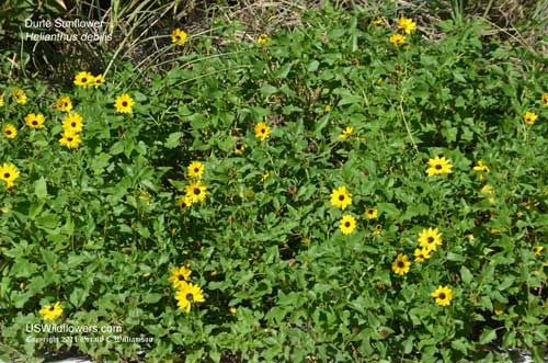 Helianthus debilis