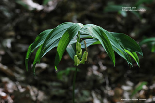 Polygonatum biflorum