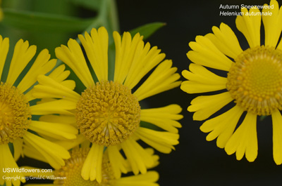 Helenium autumnale