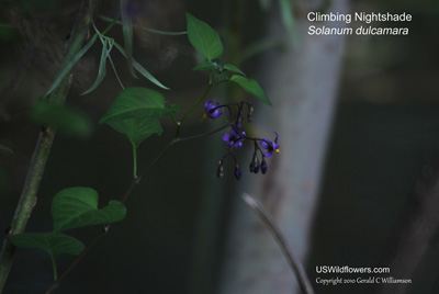 Solanum dulcamara