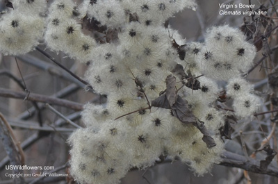 Clematis virginiana