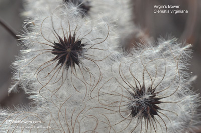 Clematis virginiana