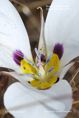 Calochortus bruneaunis