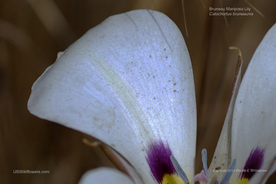 Calochortus bruneaunis