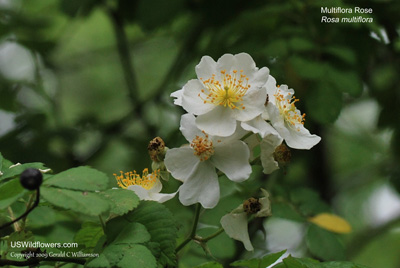 Rosa multiflora