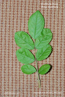 Rosa multiflora