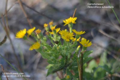 Heterotheca subaxillaris