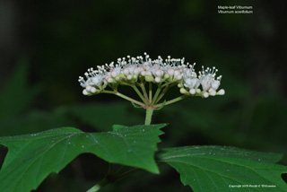 Viburnum acerifolium