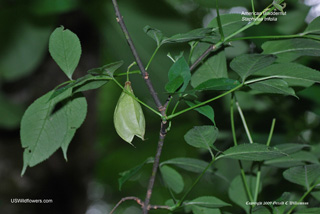 Staphylea trifolia