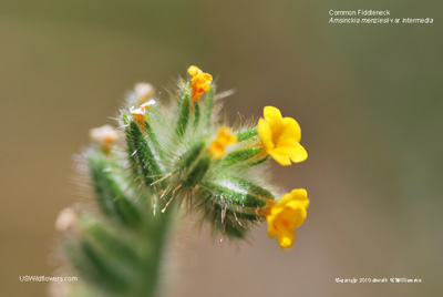 Amsinckia menziesii