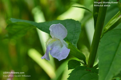 Mimulus alatus