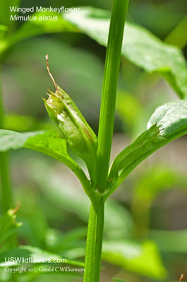 Mimulus alatus