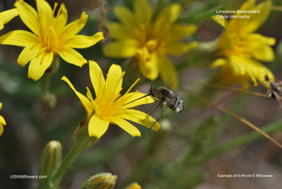 Crepis intermedia