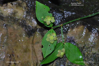 Euonymus americanus