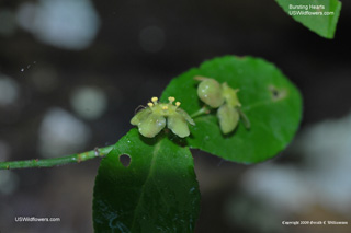 Euonymus americanus