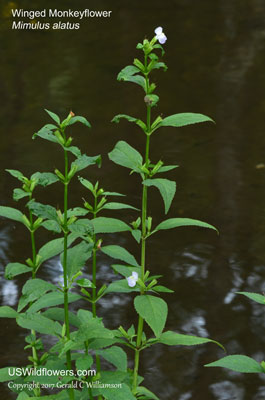 Mimulus alatus