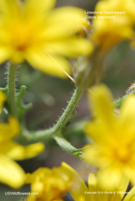 Crepis intermedia