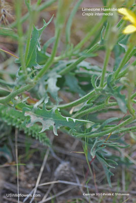 Crepis intermedia