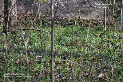 Vinca minor