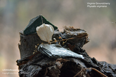 Physalis virginiana