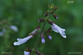 Salvia lyrata