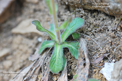 Erigeron pulchellus