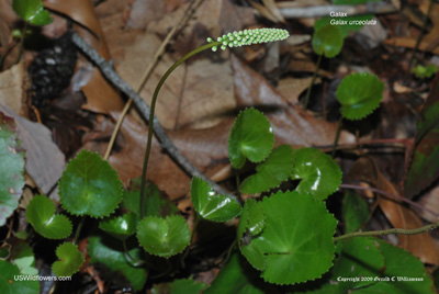 Galax urceolata