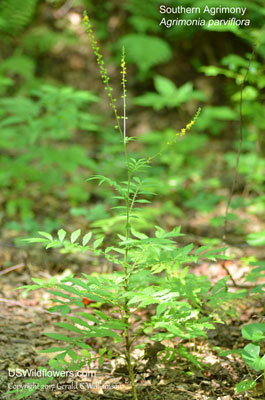 Agrimonia parviflora