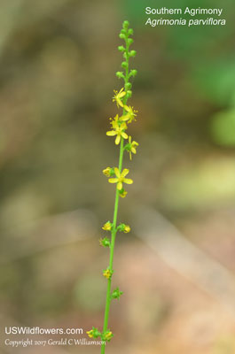 Agrimonia parviflora