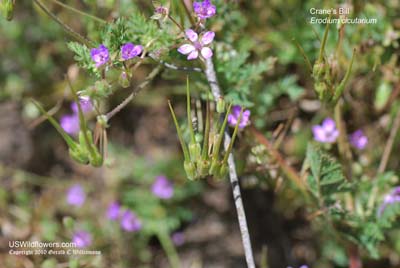 Erodium cicutarium