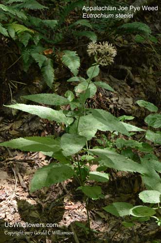 Eutrochium steelei