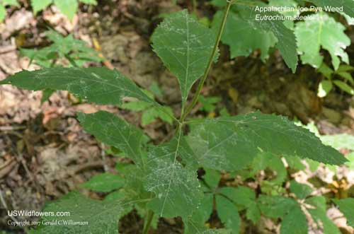 Eutrochium steelei