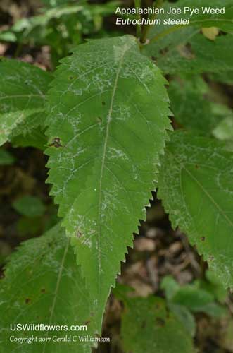 Eutrochium steelei