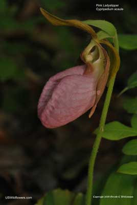 Cypripedium acaule