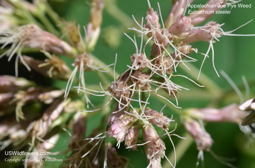 Eutrochium steelei