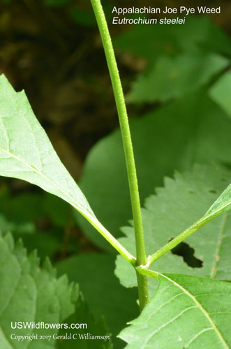 Eutrochium steelei