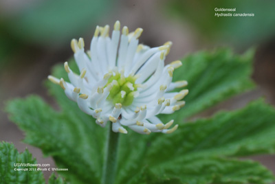 Hydrastis canadensis