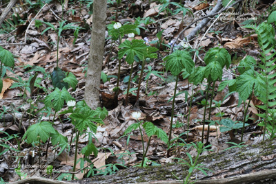 Hydrastis canadensis