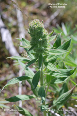 Phacelia hastata