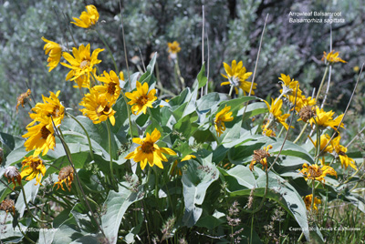 Balsamorhiza sagittata