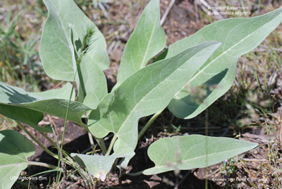 Balsamorhiza sagittata