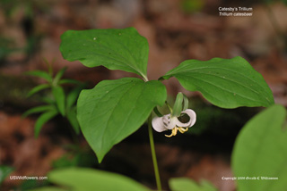 Trillium catesbaei