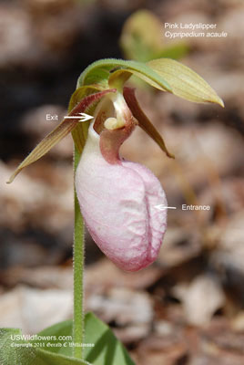 Cypripedium acaule