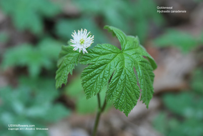 Hydrastis canadensis