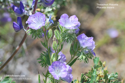 Phacelia linearis