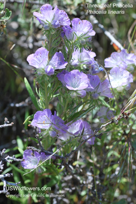 Phacelia linearis