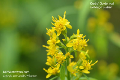 Solidago curtisii